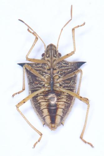 Réf. 320 007 : Aspavia armigera